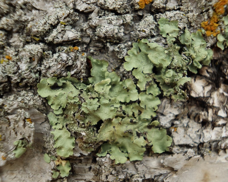 A close-up of lichen growing on a rock