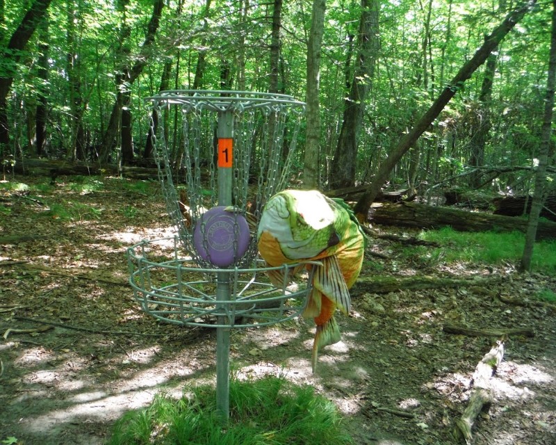 A disc golf disc in a disc golf hole