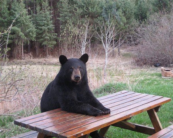 Camping with Wildlife