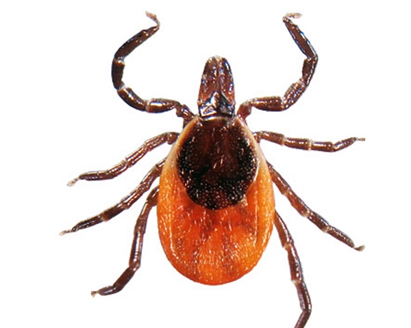 Tick Borne Illness