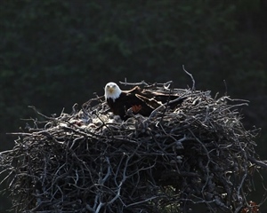 Eagles Nest