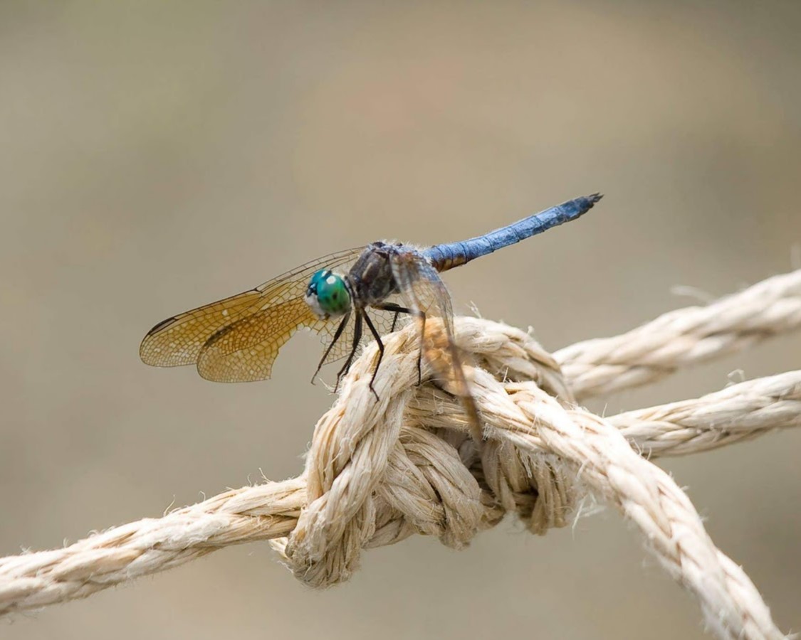 A dragonfly resting on a knot of rope