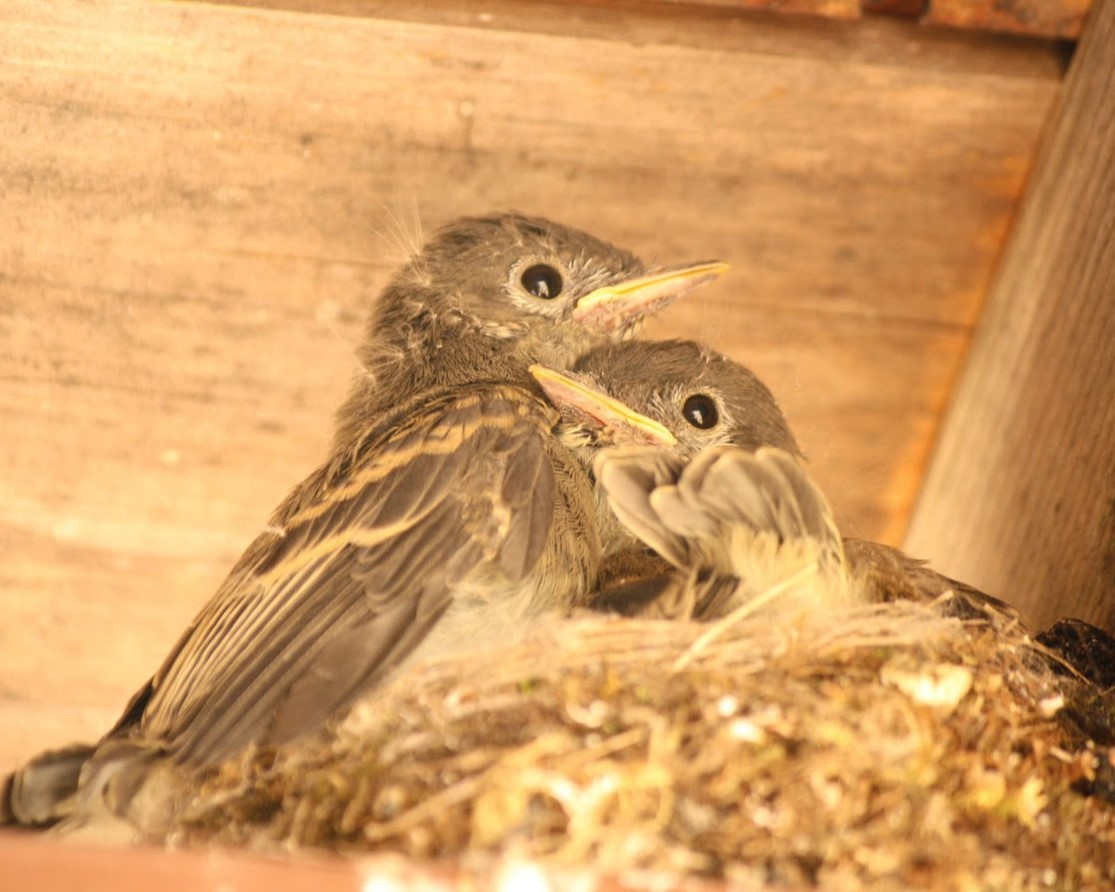 Two birds are nesting inside a birdhouse
