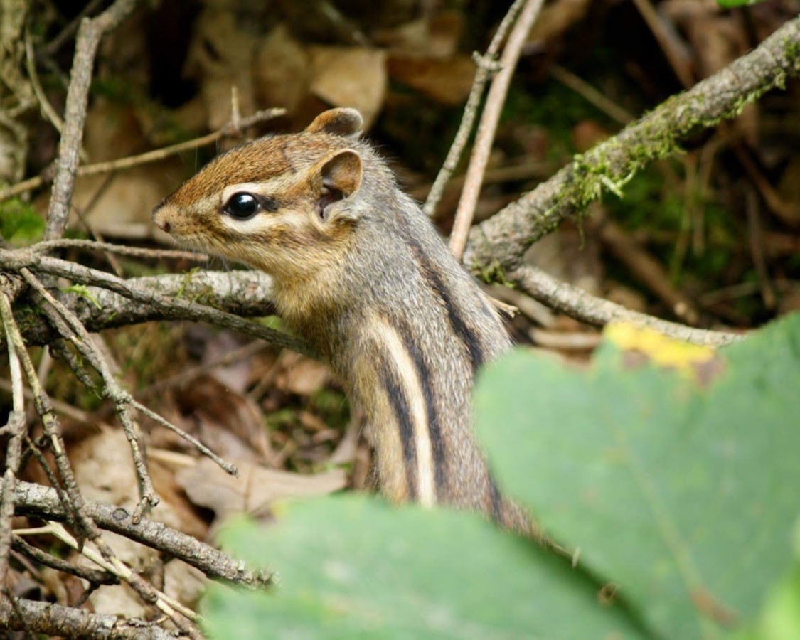 A chipmunk