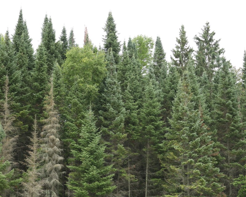 An aerial view thicket of trees